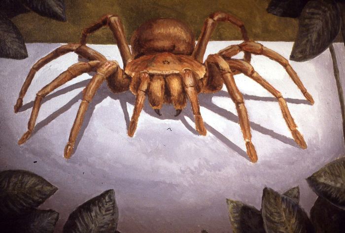 Painting of a large tarantula on a tabletop