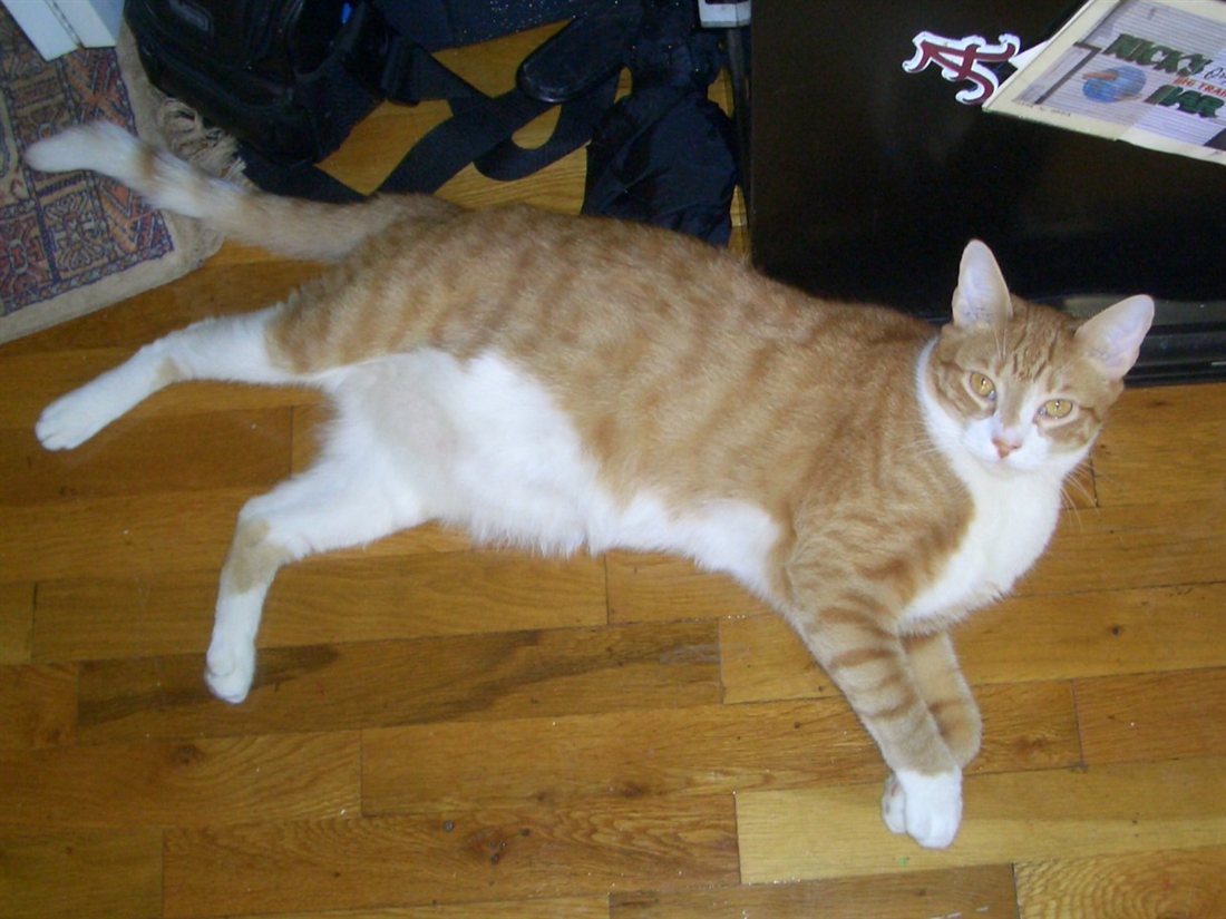 Murray, an orange-and-white tabby cat, stretched out on a hardwood floor